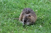 IMG_1350 Coypu